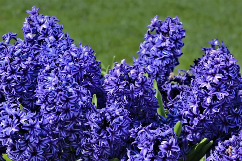 Blue Hyacinth