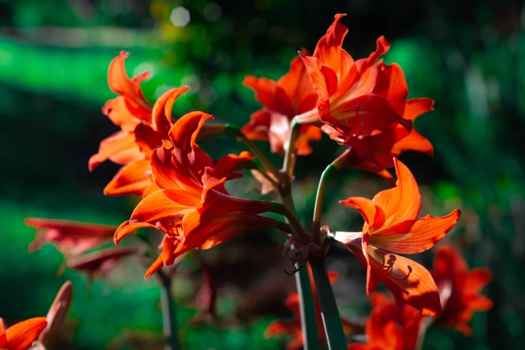 Orange Amaryllis