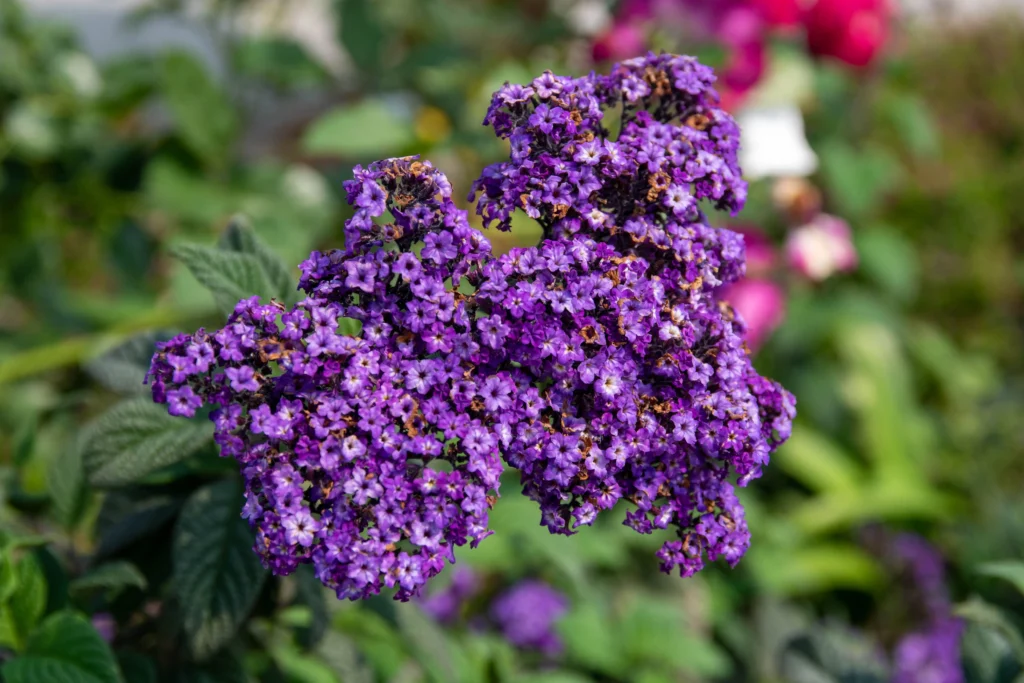 Purple Heliotrope