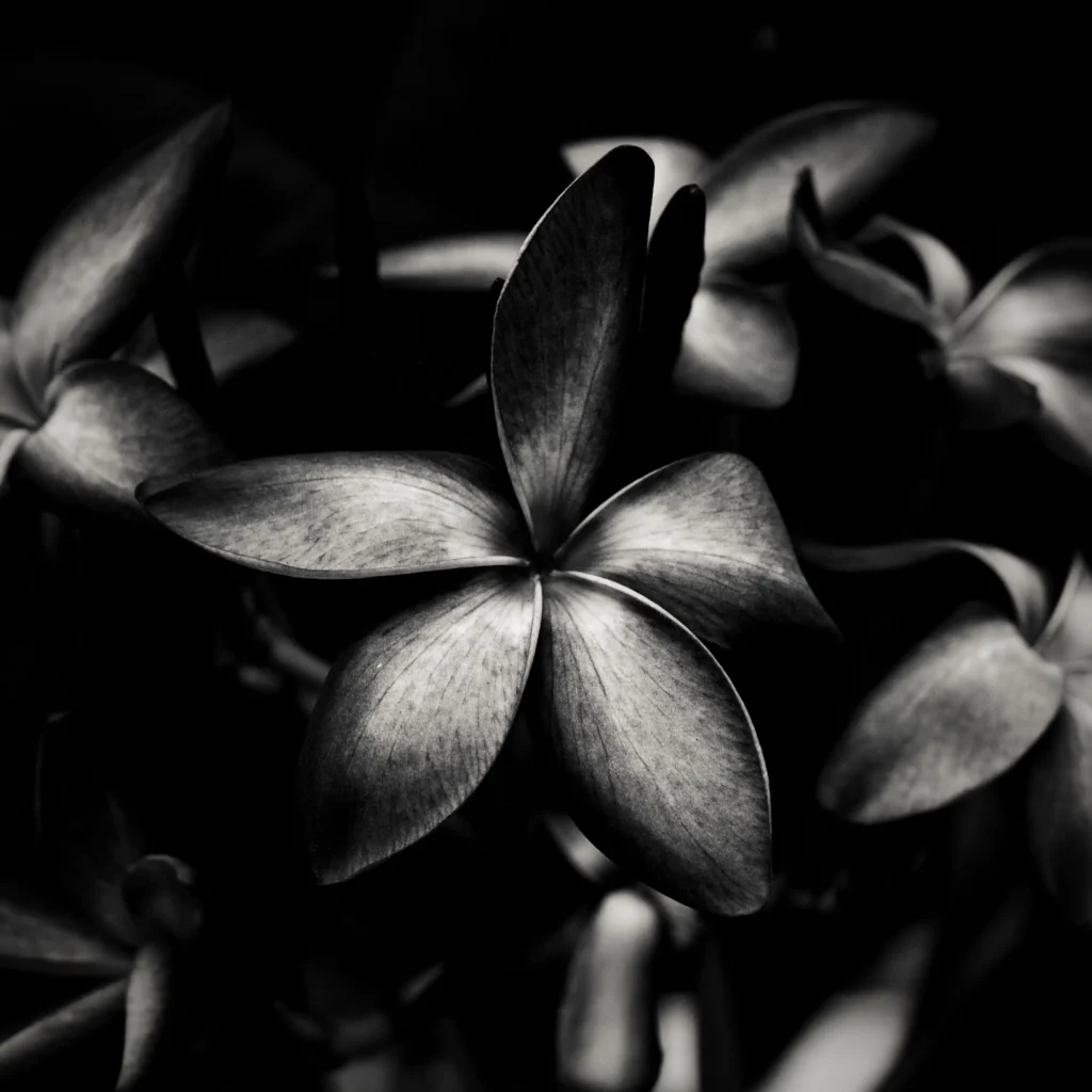 Black Frangipani