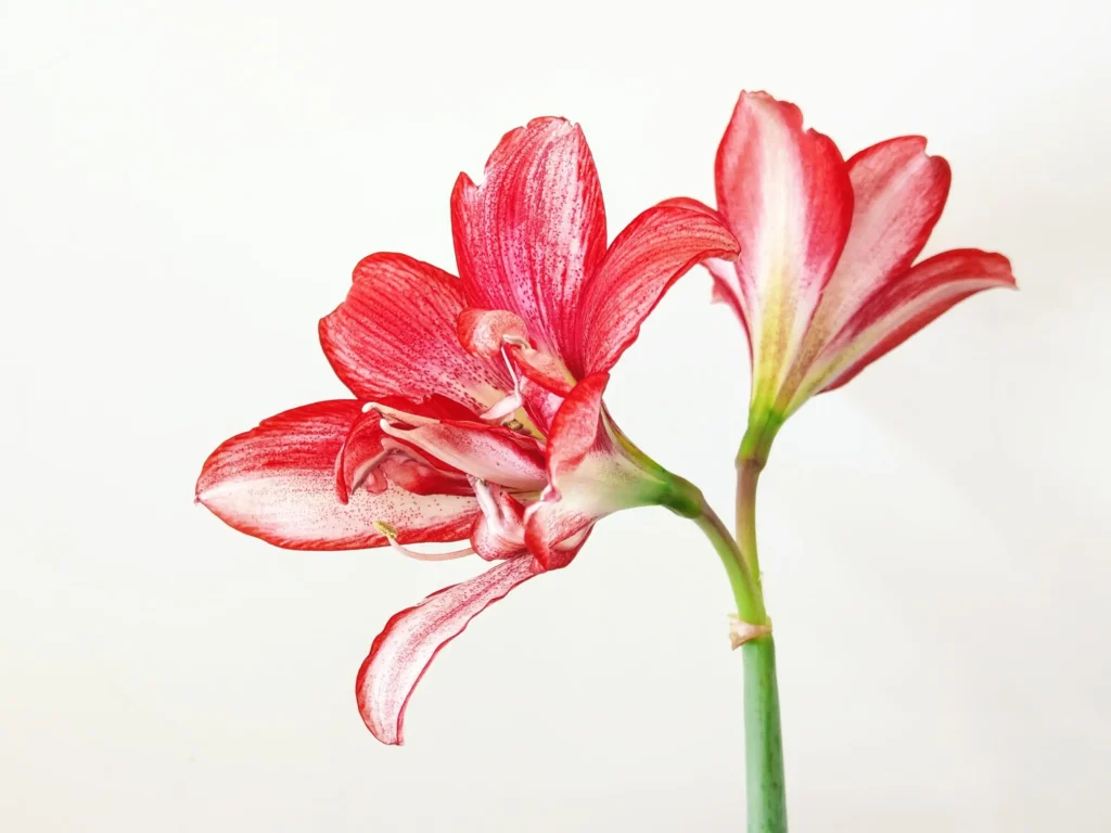 Green Amaryllis