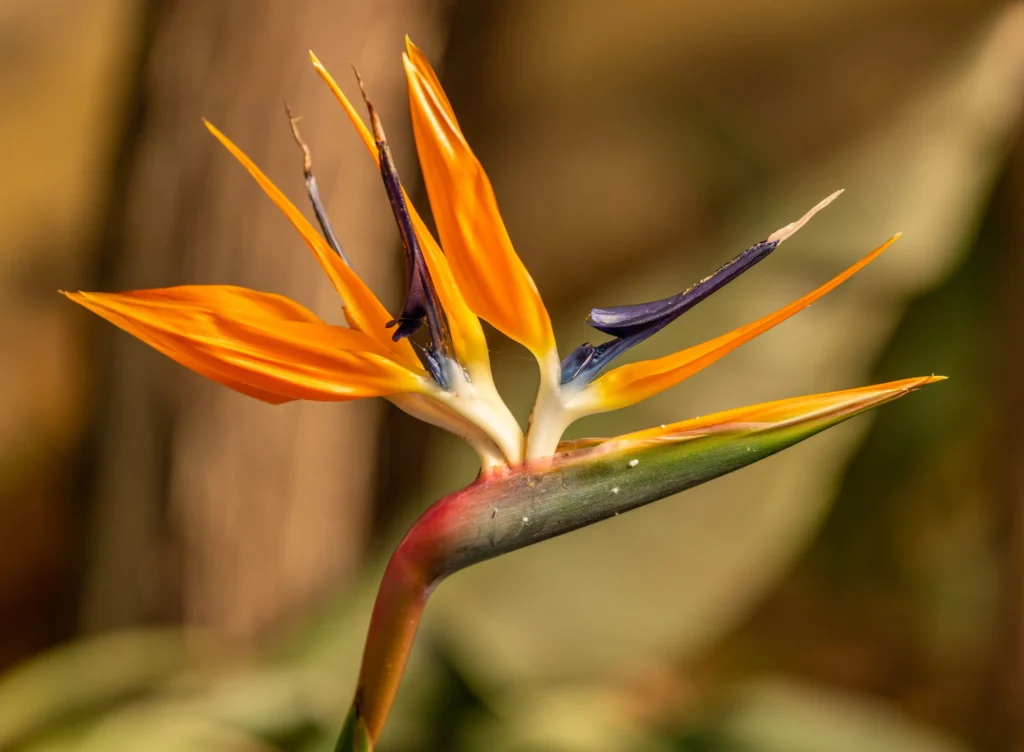 Orange Bird of Paradise