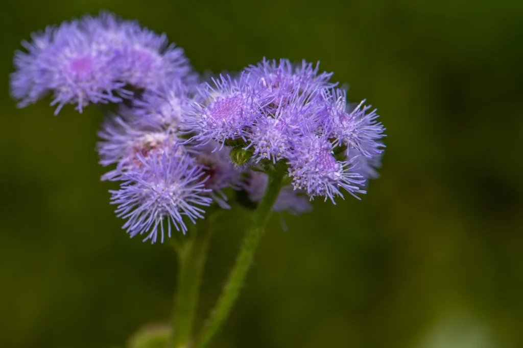 Purple Ageratum