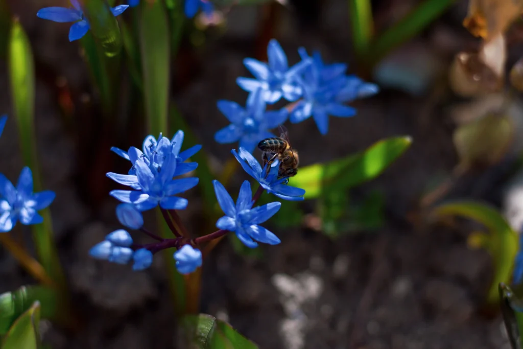 Siberian Squill