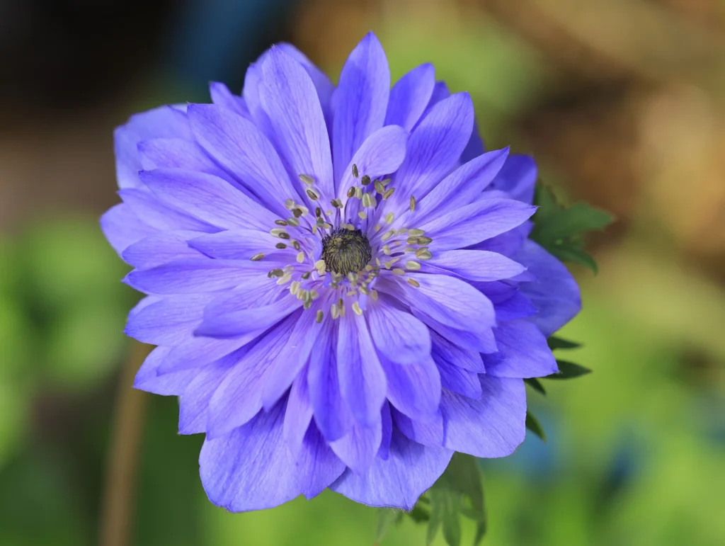 Blue Anemone