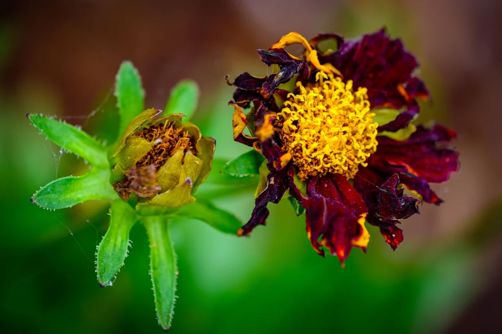  Chocolate Cosmos