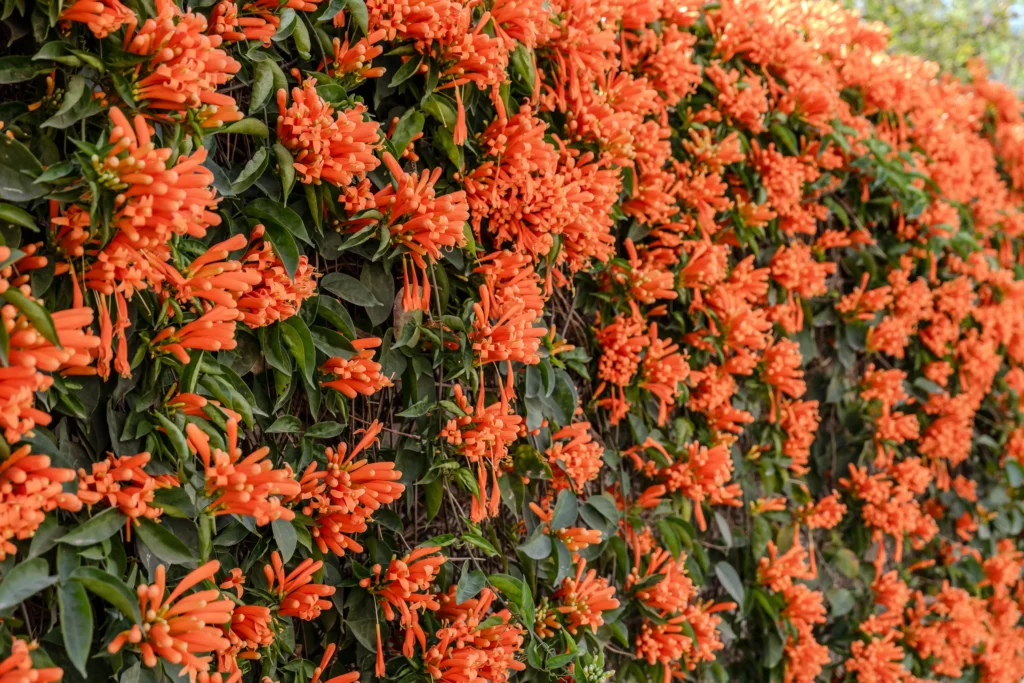 Flame Vine