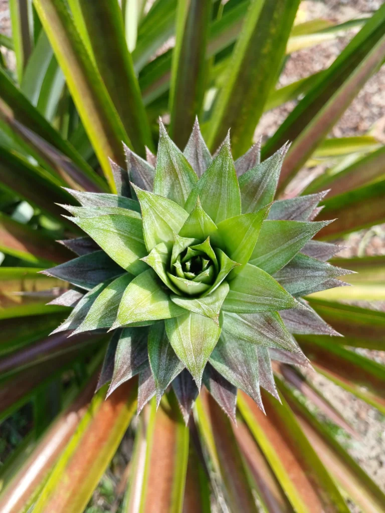 Pineapple Lily