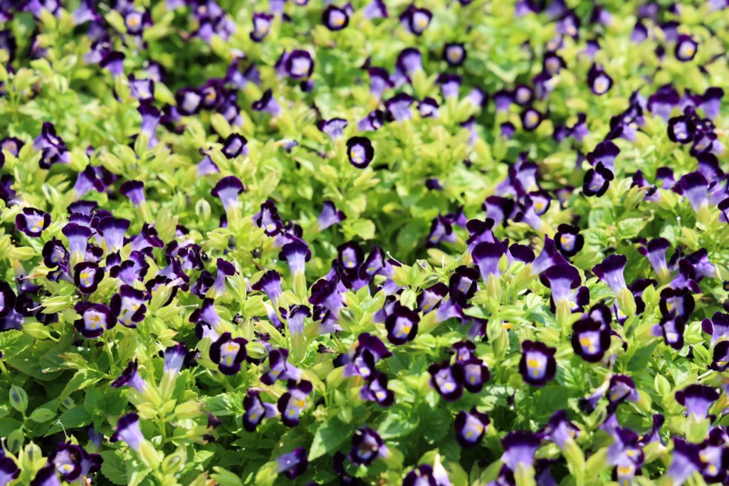 Purple Torenia