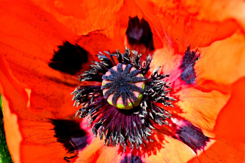 Black Poppy