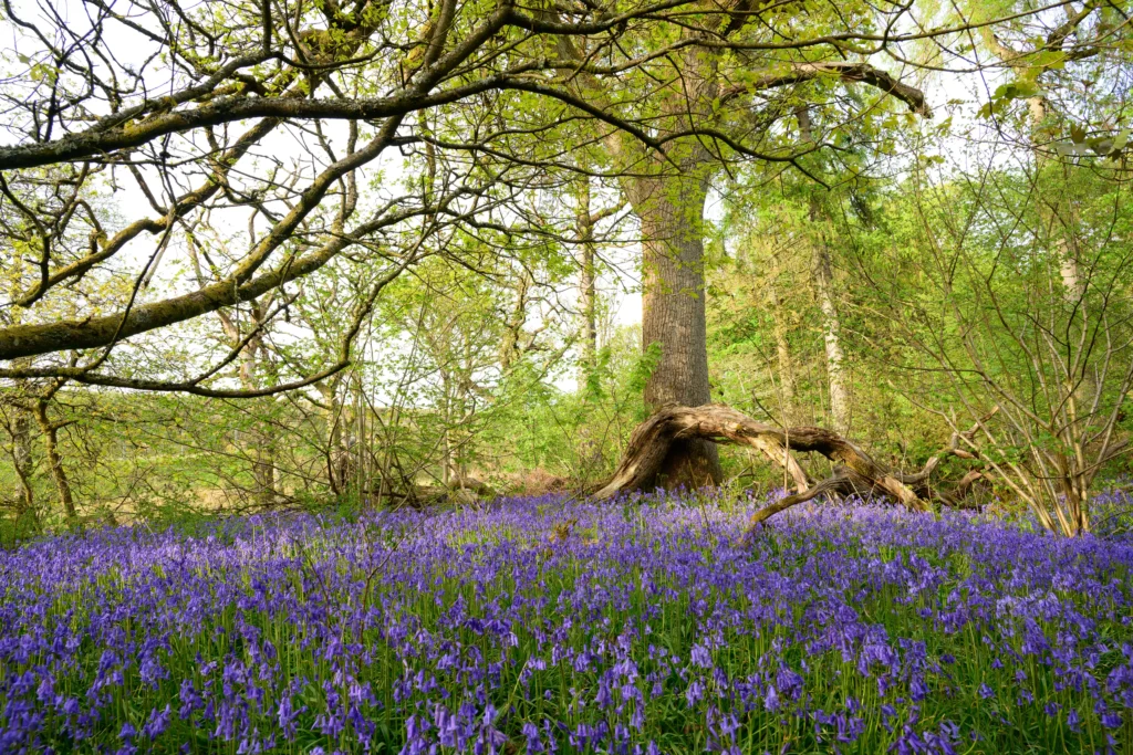Camassia