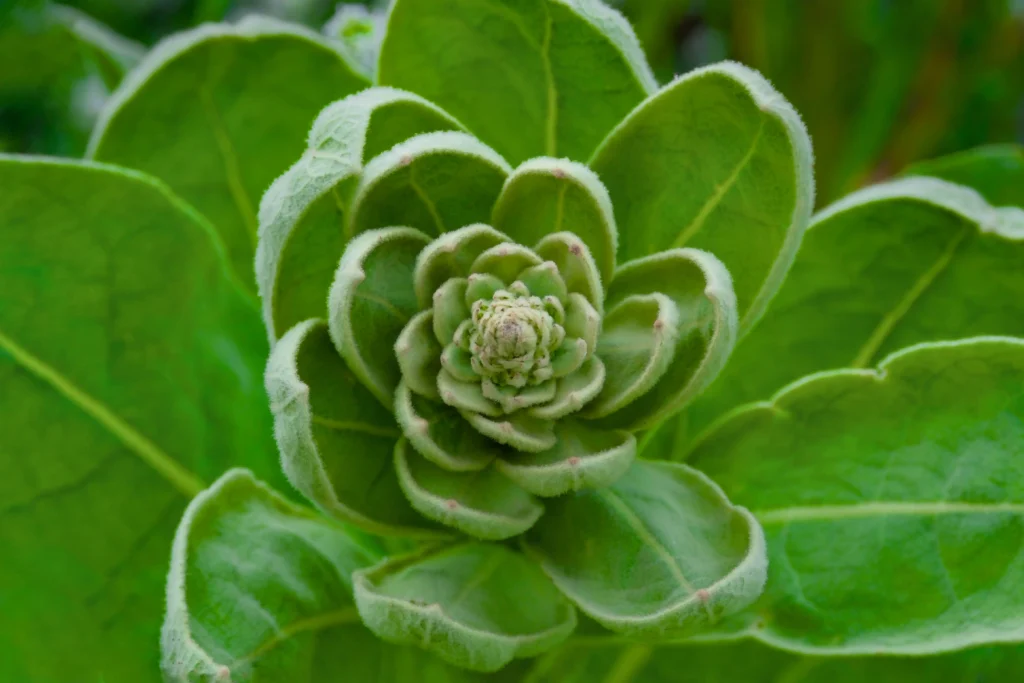 Green Flowering Tobacco