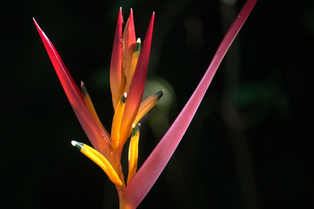 Orange Heliconia