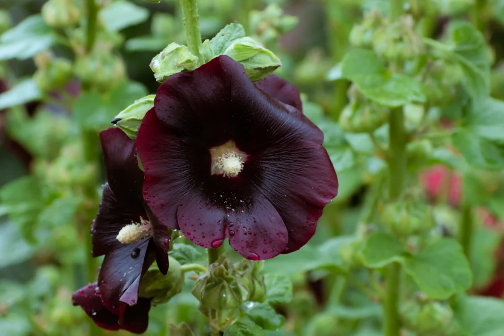 Black Hollyhock