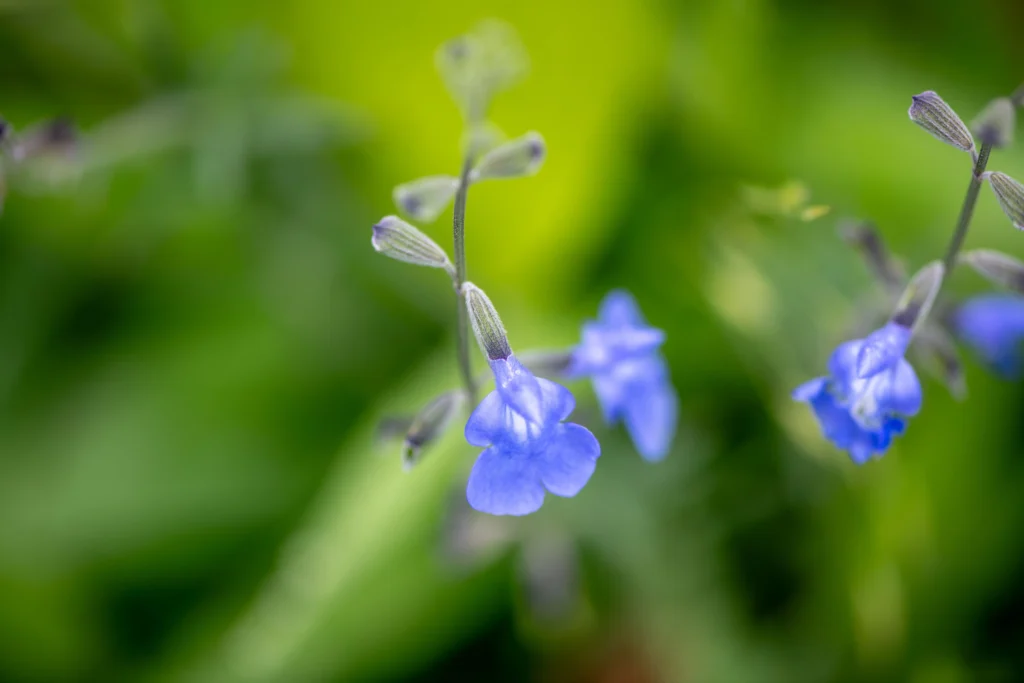 Blue Salvia