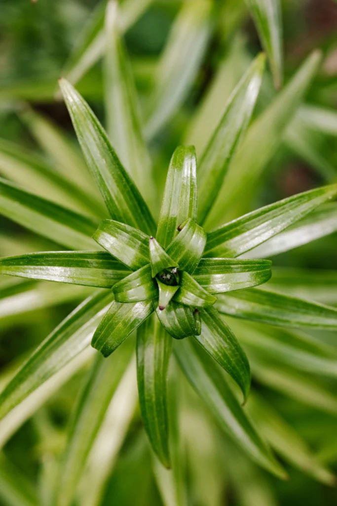 Green Trick Dianthus