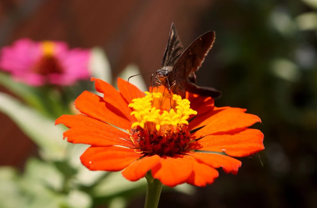 Orange Zinnia