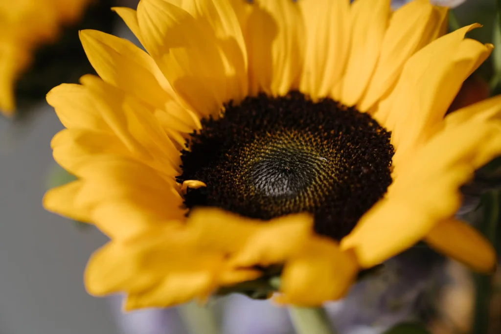 Black Sunflower