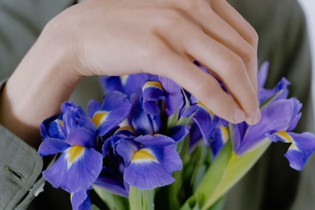 Dutch Iris