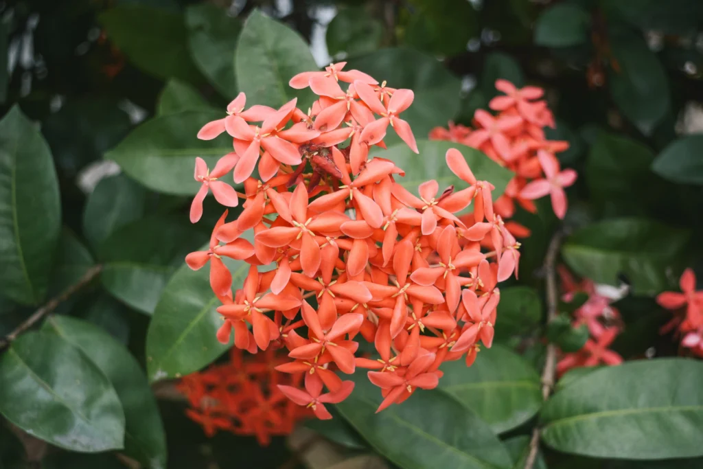 Orange Ixora