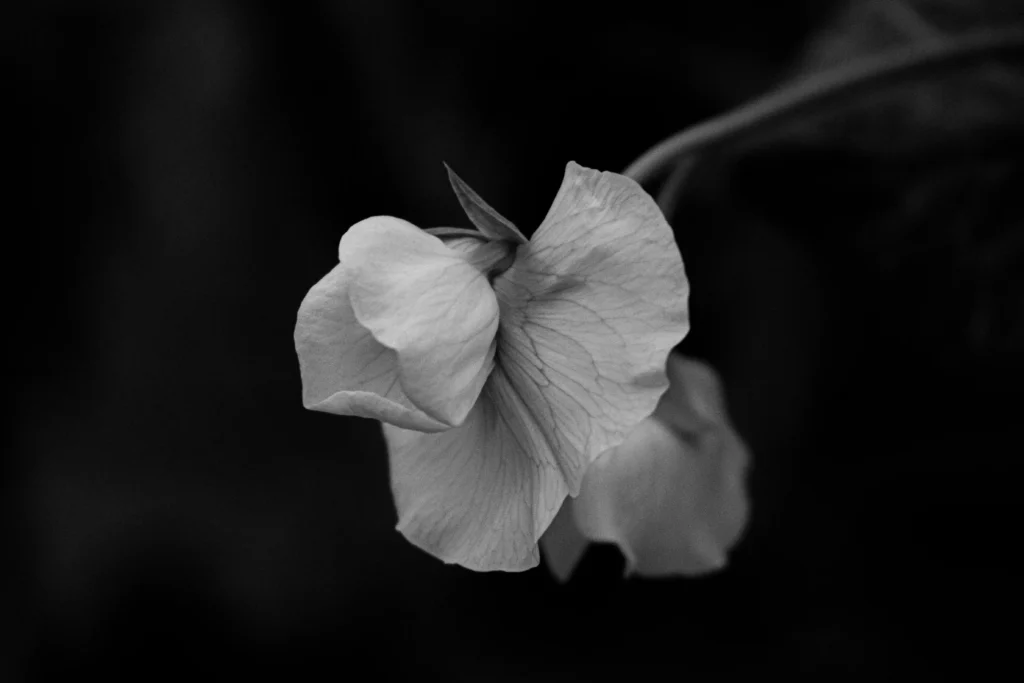 Black Sweet Pea