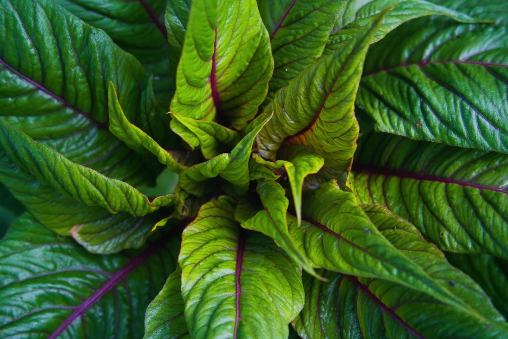 Green Amaranthus