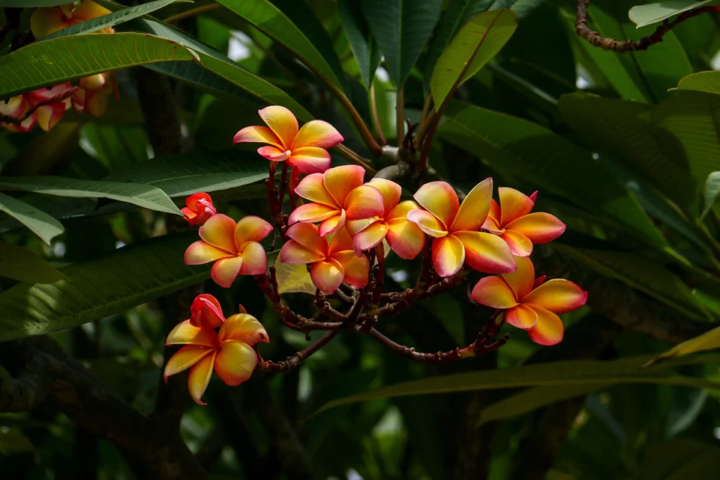 Orange Plumeria