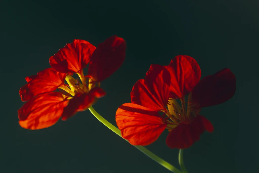 Black Nasturtium