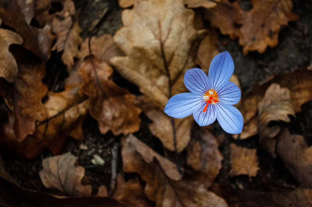 Blue Crocus
