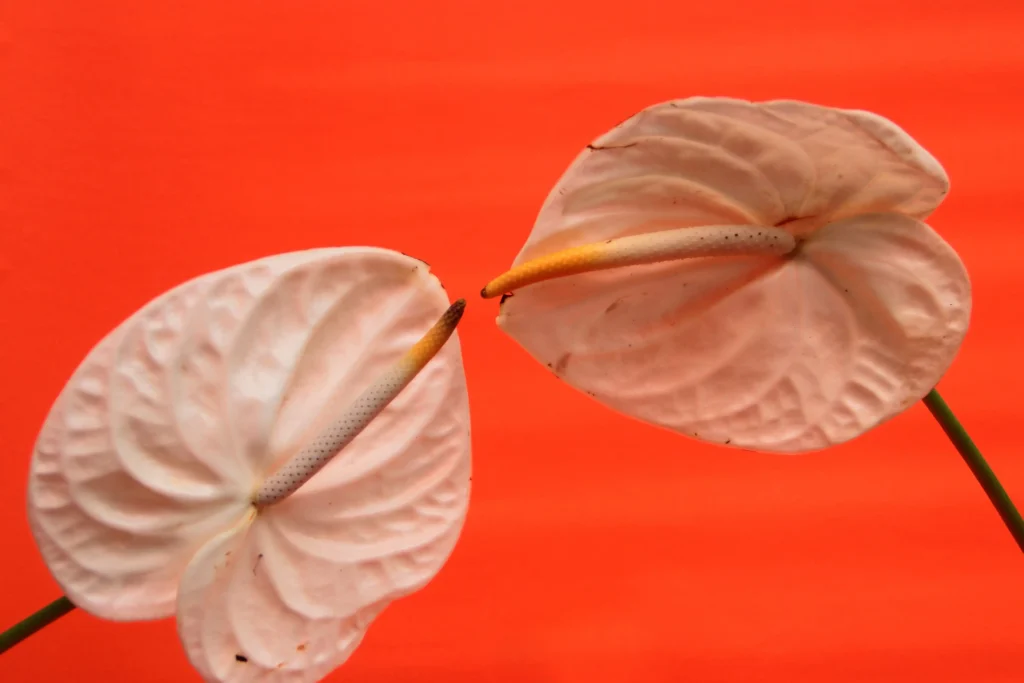 Orange Anthurium