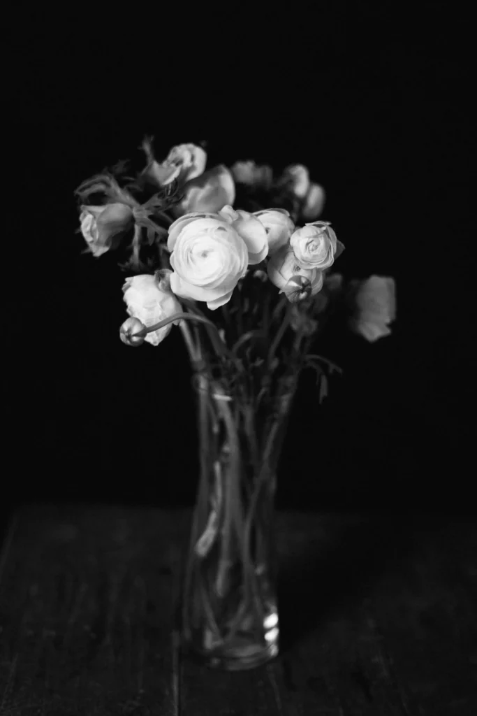 Black Ranunculus