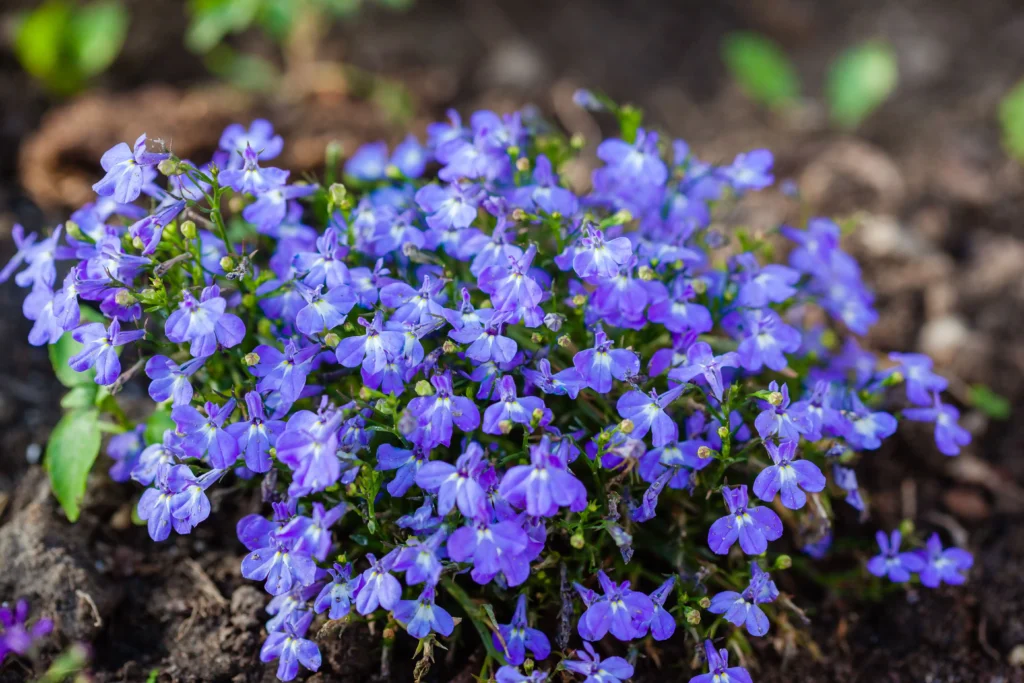 Blue Lobelia
