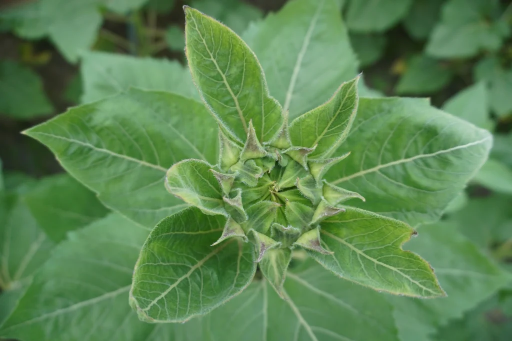  Green Envy Sunflower