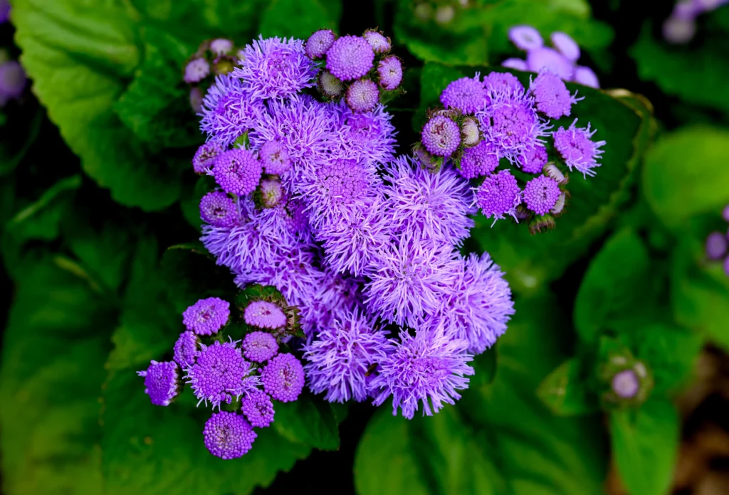 Ageratum