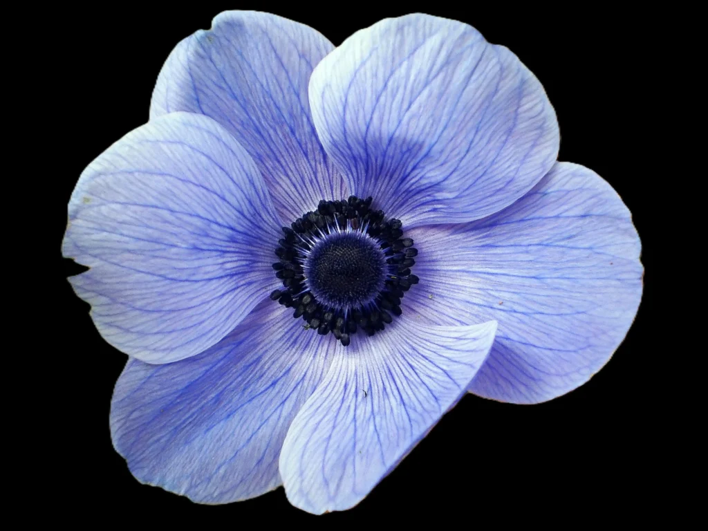 Black Anemone