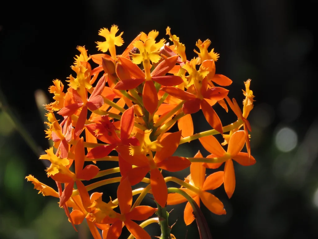 Orange Orchid
