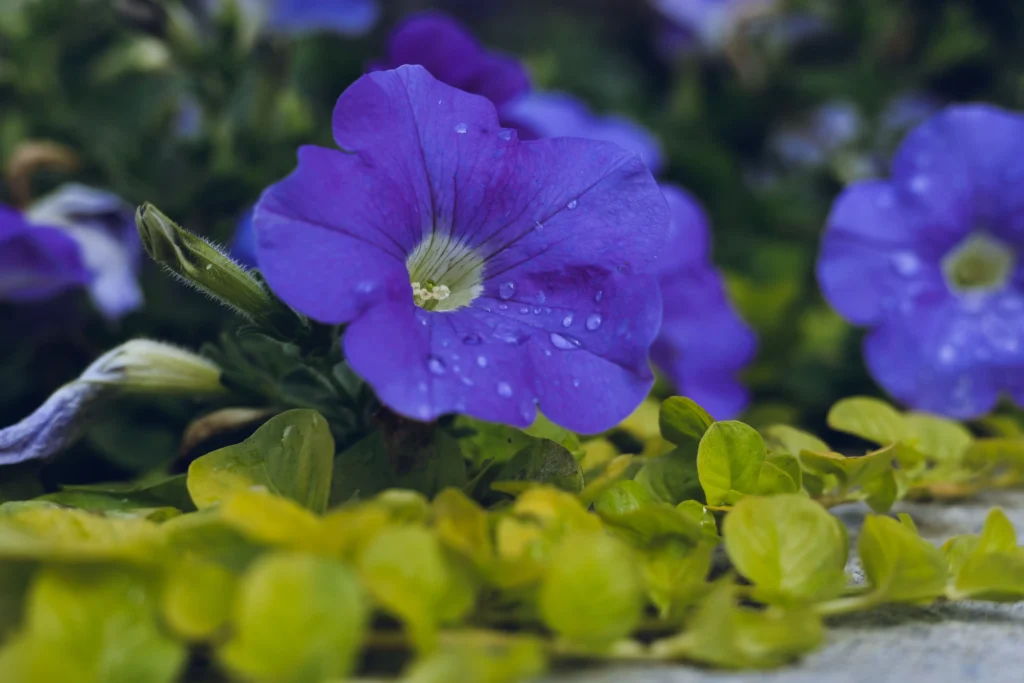 Blue Petunia