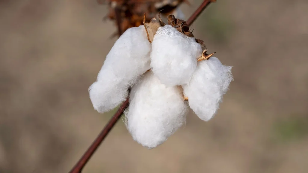Cotton Plant Flower