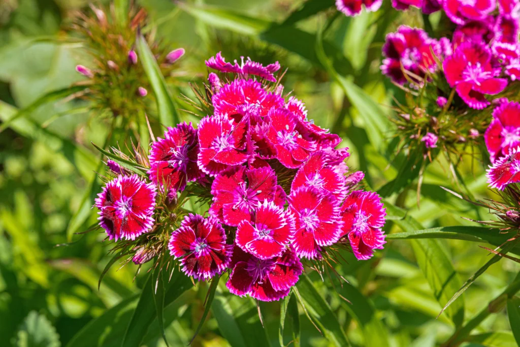 Black Sweet William