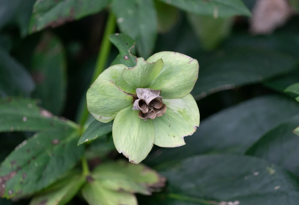 Corsican Hellebore