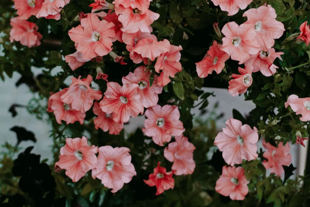 Orange Petunia
