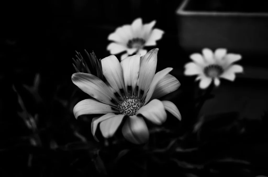 Black Sweet William