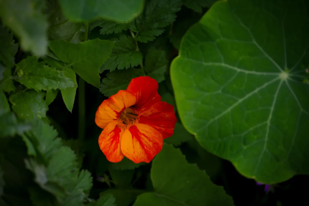 Orange Nasturtium