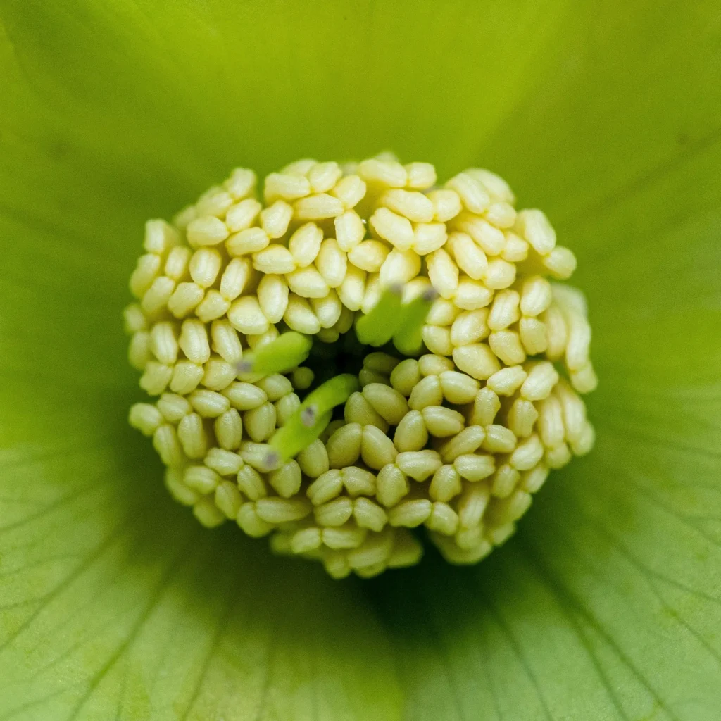 Stinking Hellebore