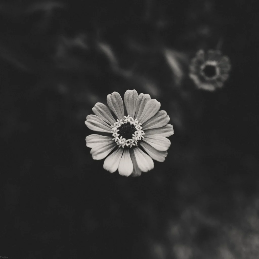 Black Zinnia
