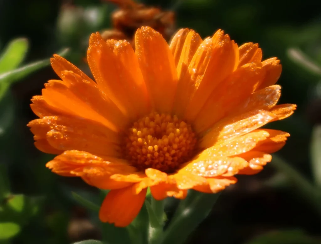 Orange Calendula