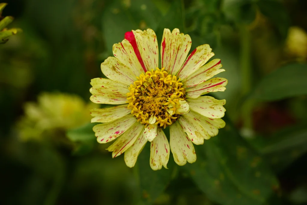 Queen Lime Zinnia