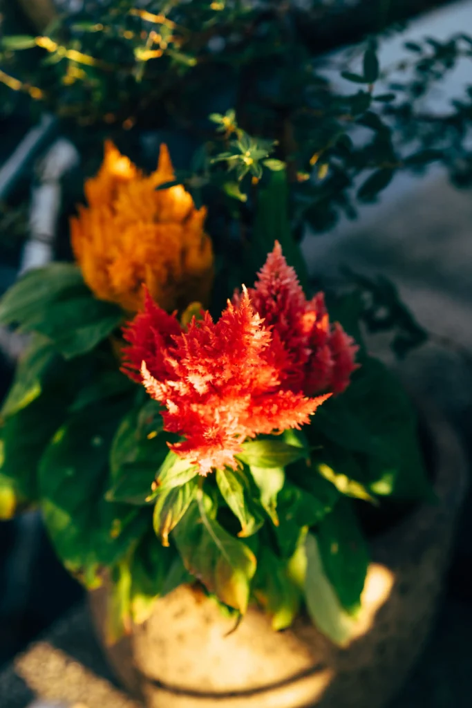 Orange Celosia