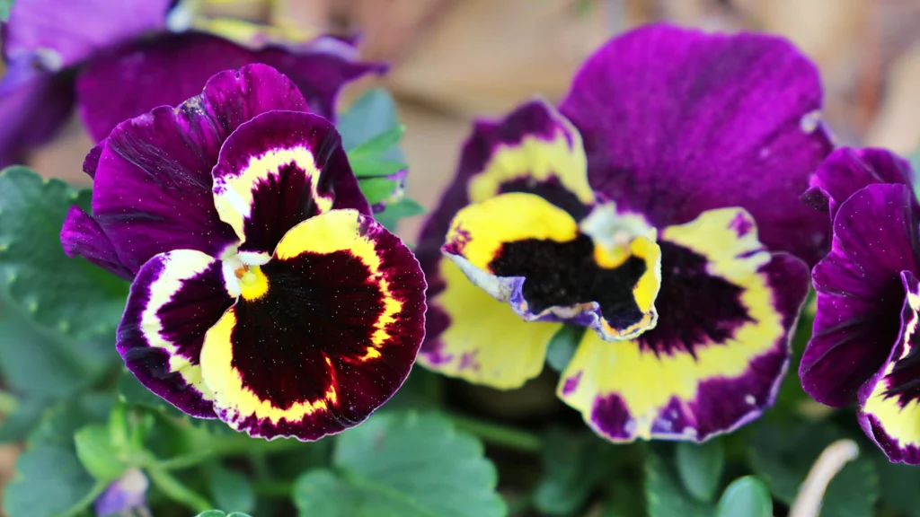 Black Pansy