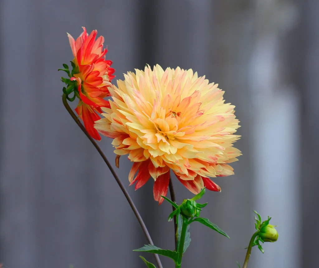 Orange Dahlia